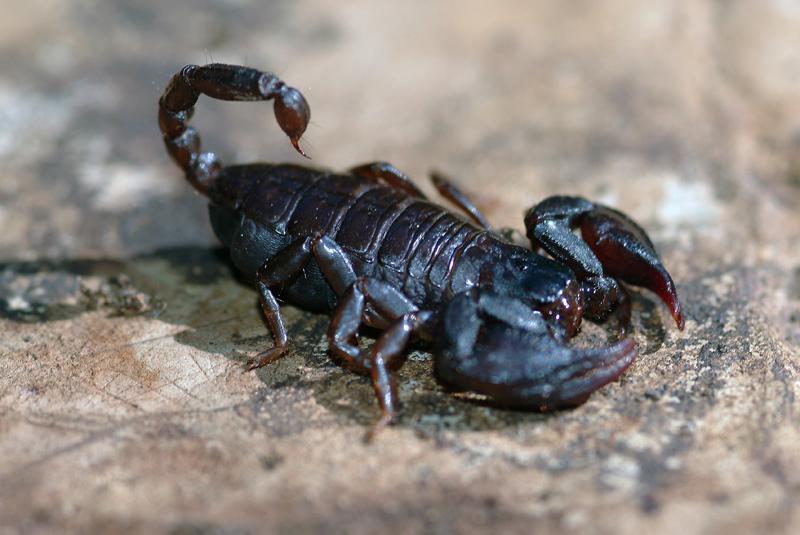 Euscorpius sp.